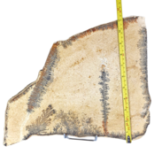 Dendrite from Solnhofen, 3230 grams Dendrite from Solnhofen, 3230 grams