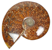Ammonite, top quality, 530 grams