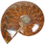 Ammonite, top quality, 530 grams