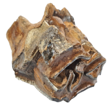 Fossil molar of the Woolly Rhinoceros