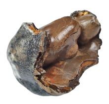 Fossil molar of the Woolly Rhinoceros