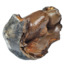 Fossil molar of the Woolly Rhinoceros