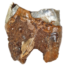 Fossil molar of the Woolly Rhinoceros