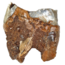 Fossil molar of the Woolly Rhinoceros