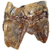 Fossil molar of the Woolly Rhinoceros