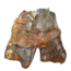 Fossil molar of the Woolly Rhinoceros