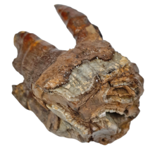 Fossil molar of the Woolly Rhinoceros