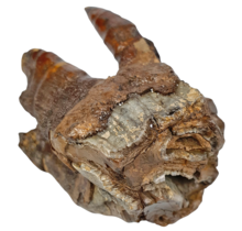 Fossiler Backenzahn des Wollnashorns