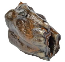 Fossil molar of the Woolly Rhinoceros