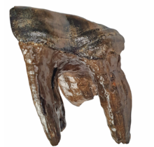 Fossil molar of the Woolly Rhinoceros
