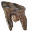 Fossil molar of the Woolly Rhinoceros