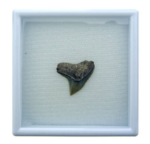 Fossil shark tooth from Florida