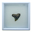 Fossil shark tooth from Florida