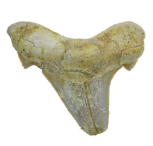 Fossil tooth from the Otodus Sokolovi