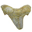 Fossil tooth from the Otodus Sokolovi