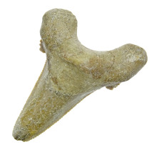 Fossiler Zahn aus dem Otodus Sokolovi