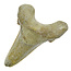 Fossiele tand van de Otodus Sokolovi haai