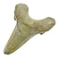 Fossil tooth from the Otodus Sokolovi