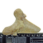 Fossiler Zahn aus dem Otodus Sokolovi Fossiler Zahn aus dem Otodus Sokolovi