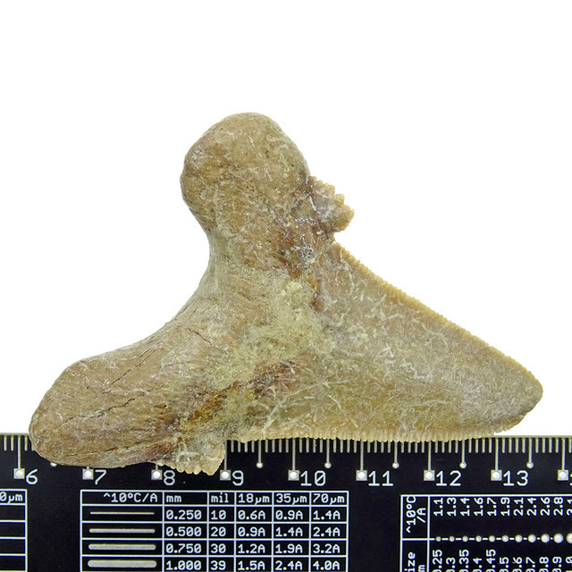 Fossil tooth from the Otodus Sokolovi