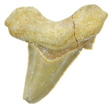 Fossil tooth from the Otodus Sokolovi