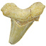 Fossil tooth from the Otodus Sokolovi