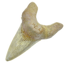 Fossil tooth from the Otodus Sokolovi