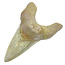 Fossil tooth from the Otodus Sokolovi