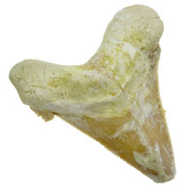 Fossil tooth from the Otodus Sokolovi