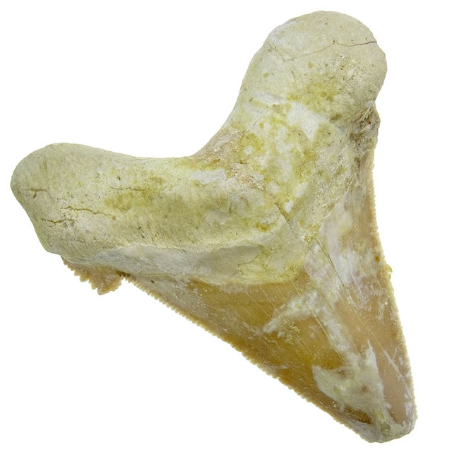 Fossiler Zahn aus dem Otodus Sokolovi Fossiler Zahn aus dem Otodus Sokolovi