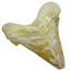 Fossil tooth from the Otodus Sokolovi