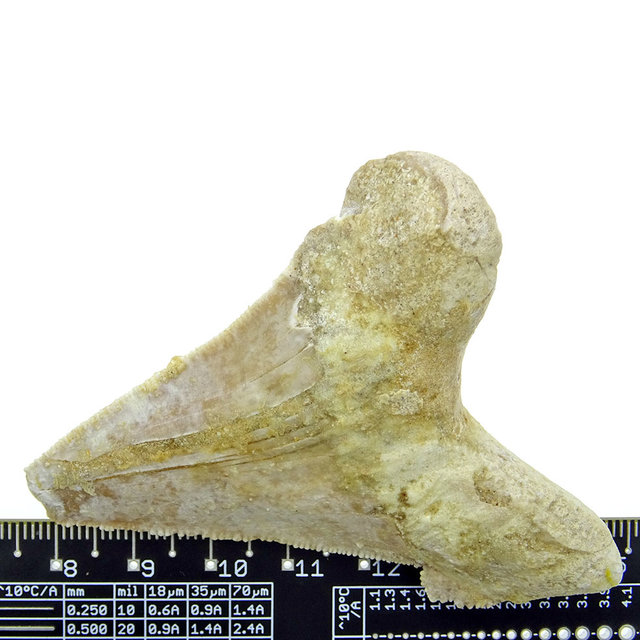 Fossiele tand van de Otodus Sokolovi haai