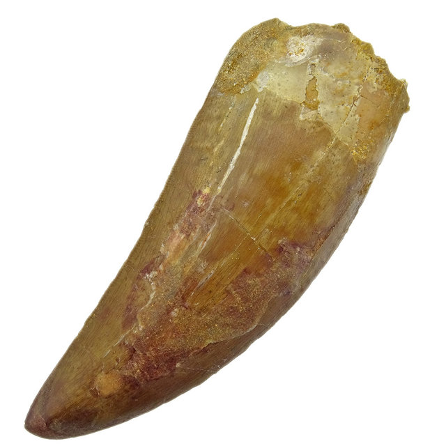 Tand van de Afrikaanse T-rex, 10 cm Tand van de Afrikaanse T-rex, 10 cm