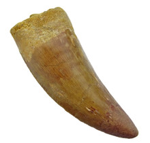 Tooth of the African T-rex, 10 cm