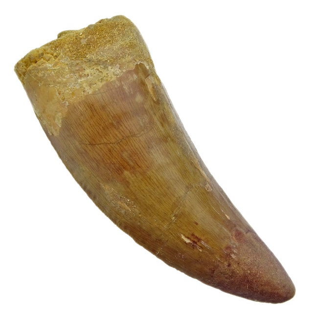 Tand van de Afrikaanse T-rex, 10 cm Tand van de Afrikaanse T-rex, 10 cm