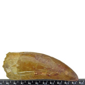 Tand van de Afrikaanse T-rex, 10 cm Tand van de Afrikaanse T-rex, 10 cm