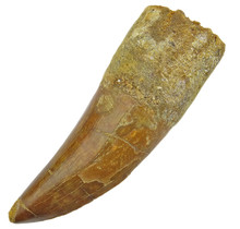 Tooth of the African T-rex, 7 cm