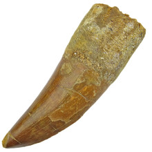 carcharodontosaurus tooth