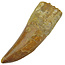 Tooth of the African T-rex, 7 cm