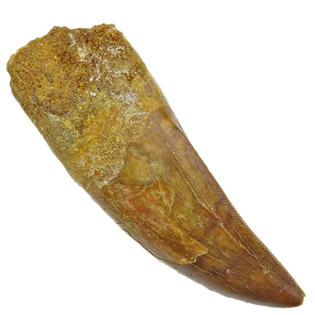 Tooth of the African T-rex, 7 cm