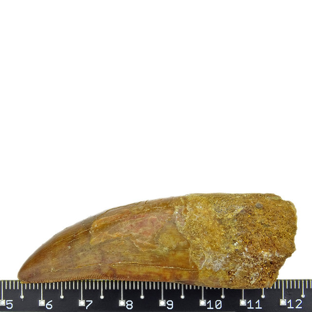 Tand van de Afrikaanse T-rex, 7 cm