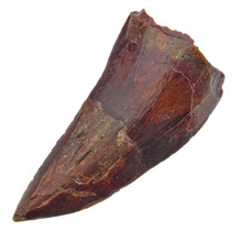 Tooth of the African T-rex 4.5 cm