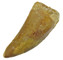 Tooth of the African T-rex  5 cm