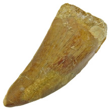 Carcharodontosaurus tand