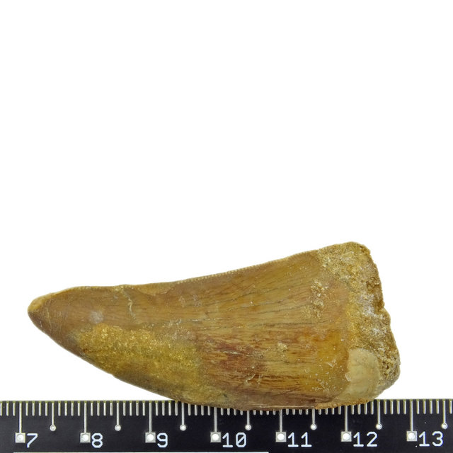 Tooth of the African T-rex  5 cm