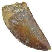 Tooth of the African T-rex  6,5 cm