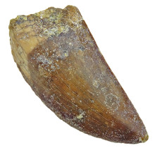 Tooth of the African T-rex  6,5 cm