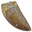 Tooth of the African T-rex  6,5 cm