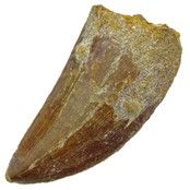 Tooth of the African T-rex  6,5 cm