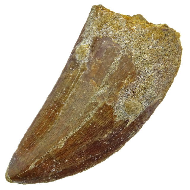 Tooth of the African T-rex  6,5 cm